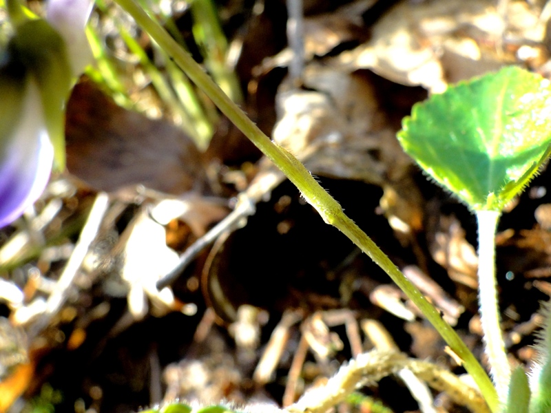 Viola sp. Nord Grecia - (elementi diacritici per determinare una Viola)